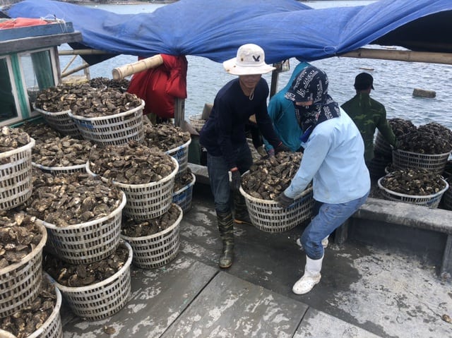hàu sấy khô