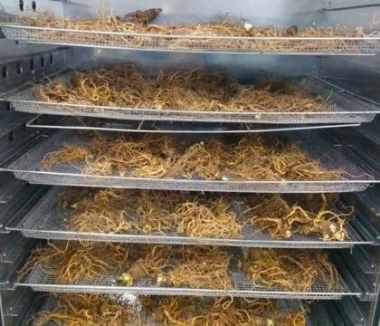 giá máy sấy dược liệu