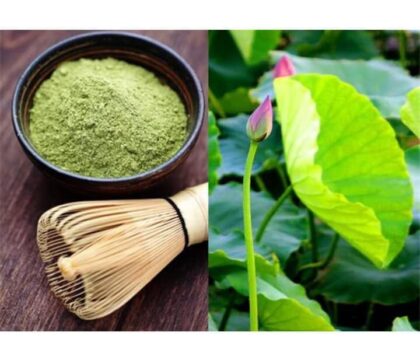 Bột lá sen sấy lạnh