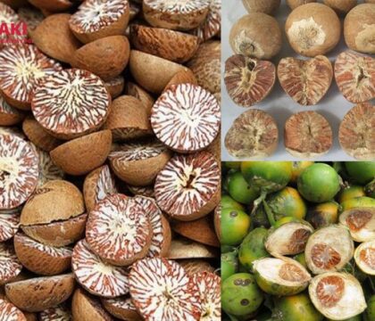 Cau sấy khô mang lại giá trị kinh tế cao với công nghệ sấy lạnh SASAKI