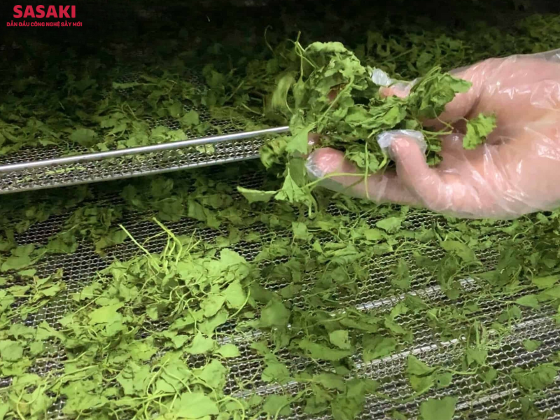 Rau má sấy lạnh vẫn giữ được màu xanh và bảo toàn hoạt chất sinh học quý