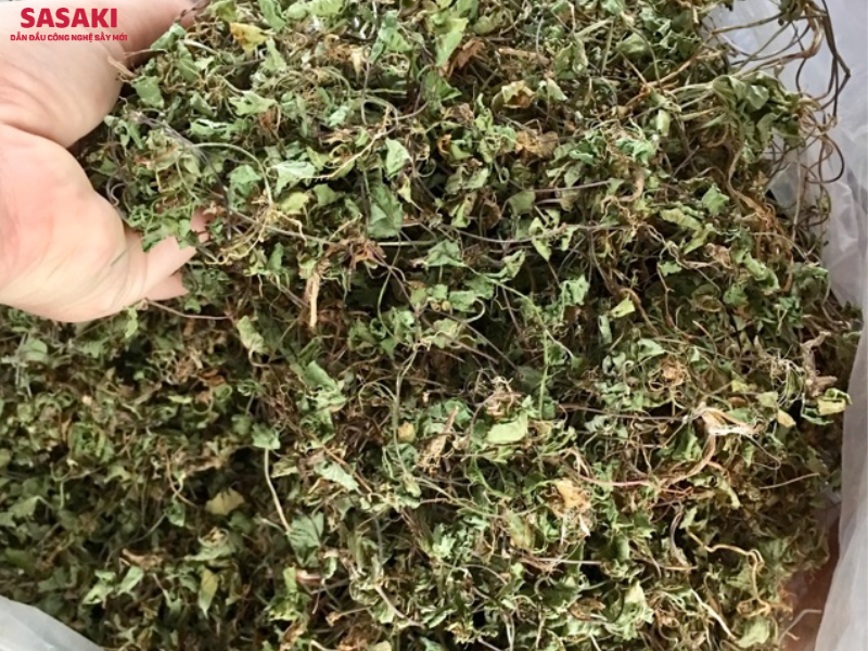 Rau má phơi khô bằng phương pháp truyền thống dễ mất màu, héo úa