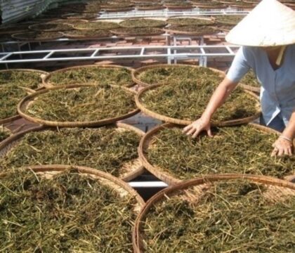 Phương pháp làm khô dược liệu đảm bảo chất lượng cao