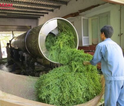 Phơi sấy dược liệu