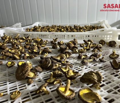 Nấm hương sấy khô tác dụng, cách dùng, công nghệ sấy giữ nguyên dưỡng chất