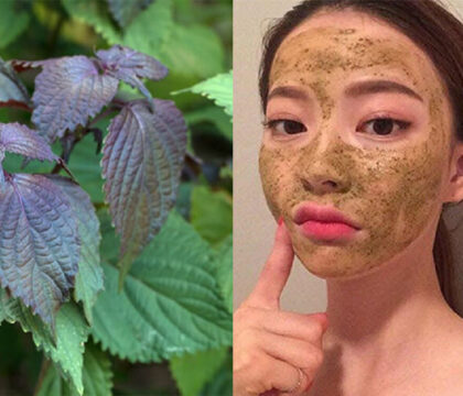Hướng dẫn làm bột tía tô đắp mặt giúp trị mụn, sáng da hiệu quả