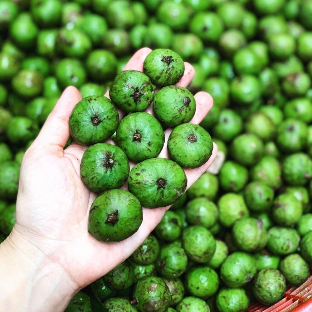 Quả sấu (tên khoa học ngắn gọn là Dracontomelon) là loại quả có vị chua, chát đặc trưng (Ảnh sưu tầm)