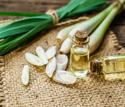 Tiết lộ 10 tác dụng của củ sả và những lưu ý khi sử dụng