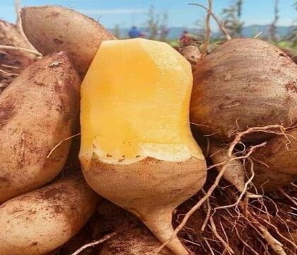 Hướng dẫn cách ăn củ sâm đất tận dụng dinh dưỡng tối đa