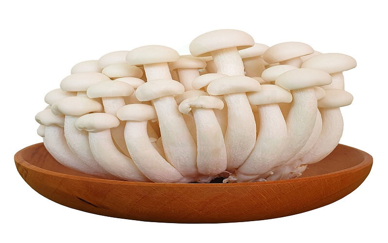 nấm linh chi giá bao nhiêu