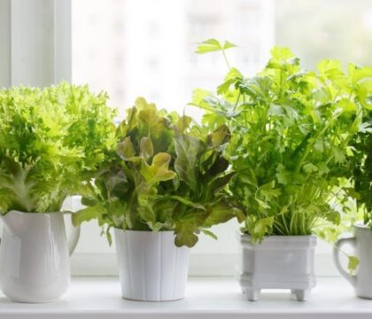 Tổng hợp các loại rau củ để được lâu có thể bạn chưa biết