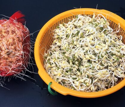 Hướng dẫn 5 cách làm giá đỗ đơn giản, an toàn ngay tại nhà