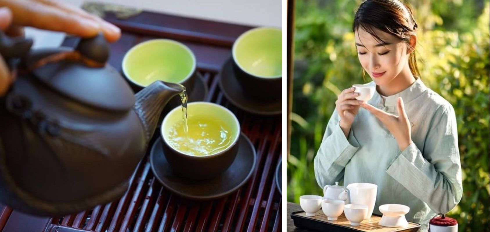 cây trà shan tuyết cổ thụ