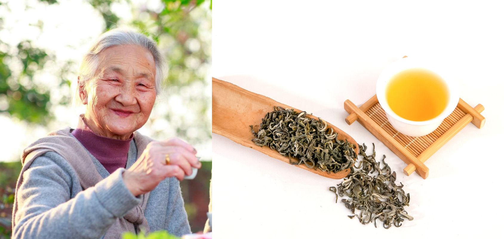cây trà shan tuyết cổ thụ