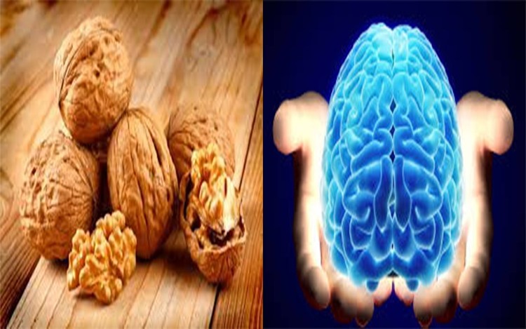 công dụng của hạt óc chó
