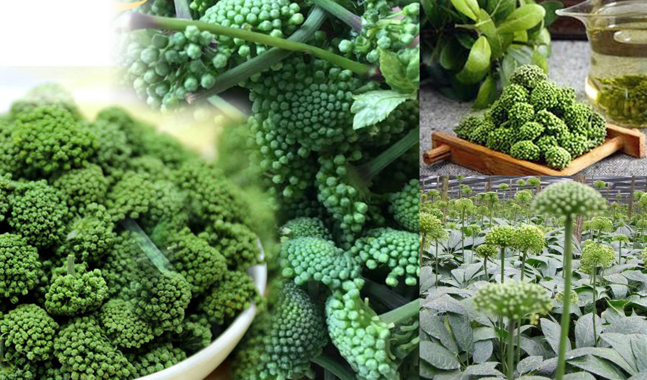 tác dụng của nụ hoa tam thất