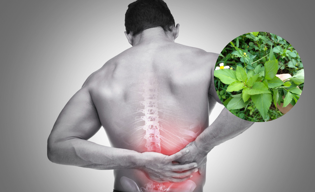 tác dụng của rau xuyến chi