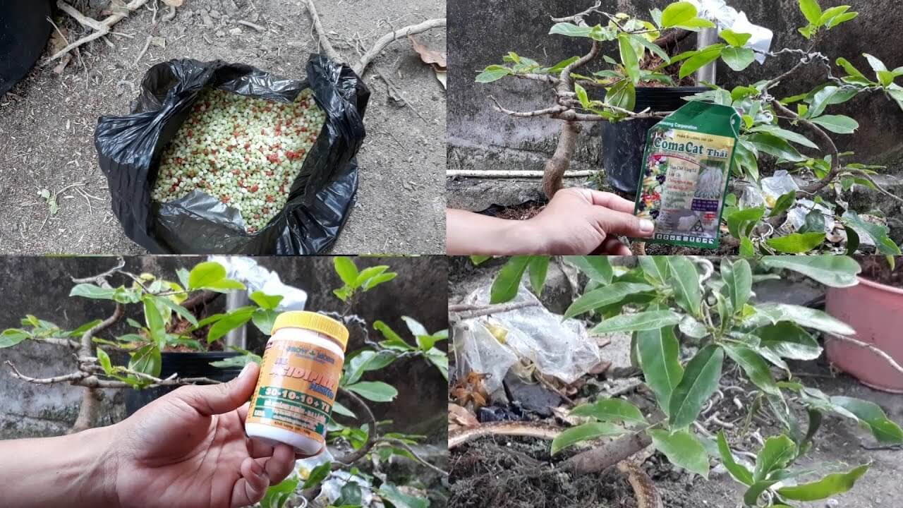 bón phân hữu cơ cho cây mai
