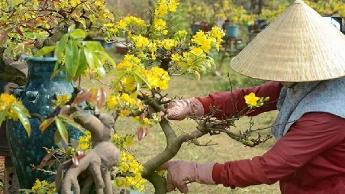 bón phân hữu cơ cho cây mai