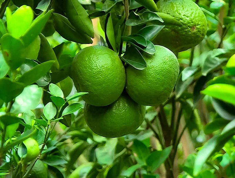 cách trồng cam