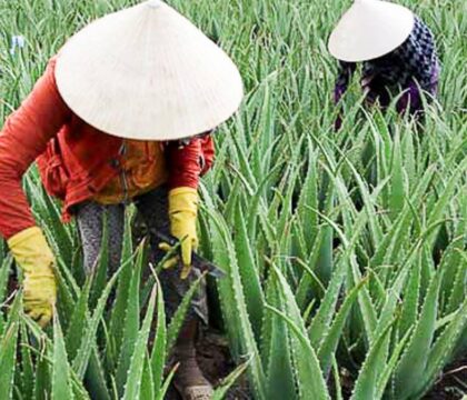 Hướng dẫn cách trồng cây nha đam mọng nước tại nhà