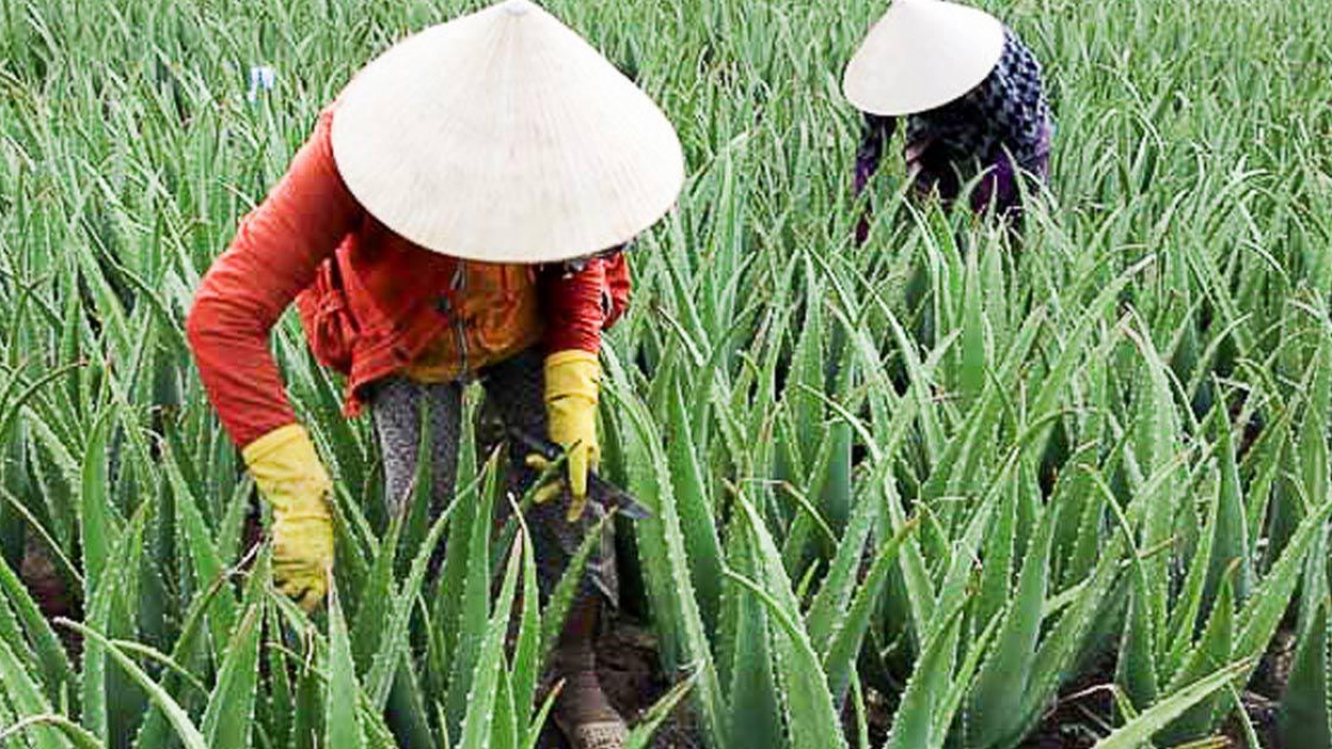 Cách trồng cây nha đam