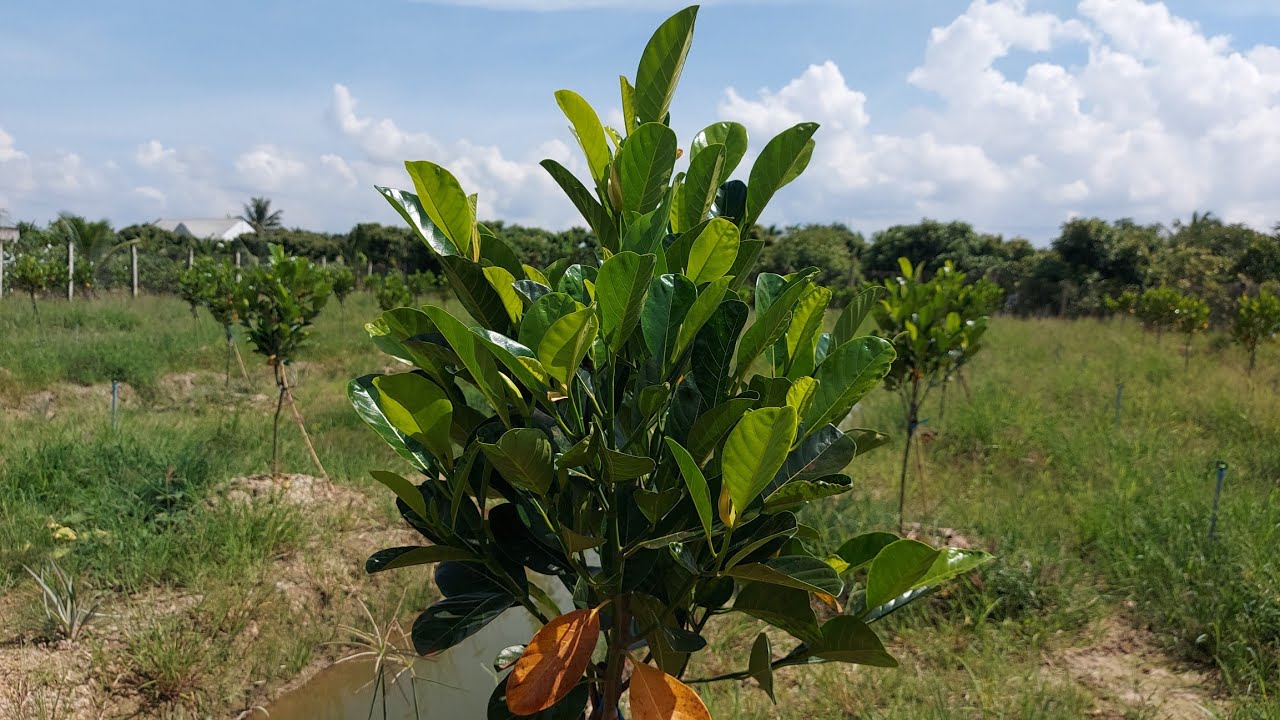 khoảng cách trồng mít ruột đỏ