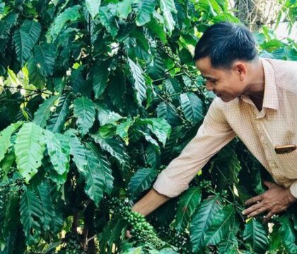 Kỹ thuật trồng cà phê đa thân không hãm ngọn cho nông dân