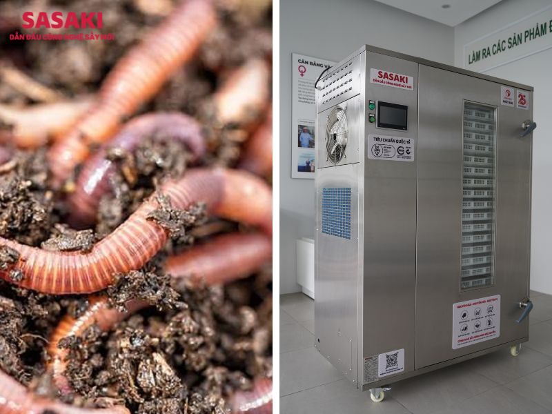 Địa long sấy bằng công nghệ sấy lạnh SASAKI