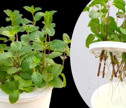 Hướng dẫn cách trồng cây bạc hà tại nhà đơn giản