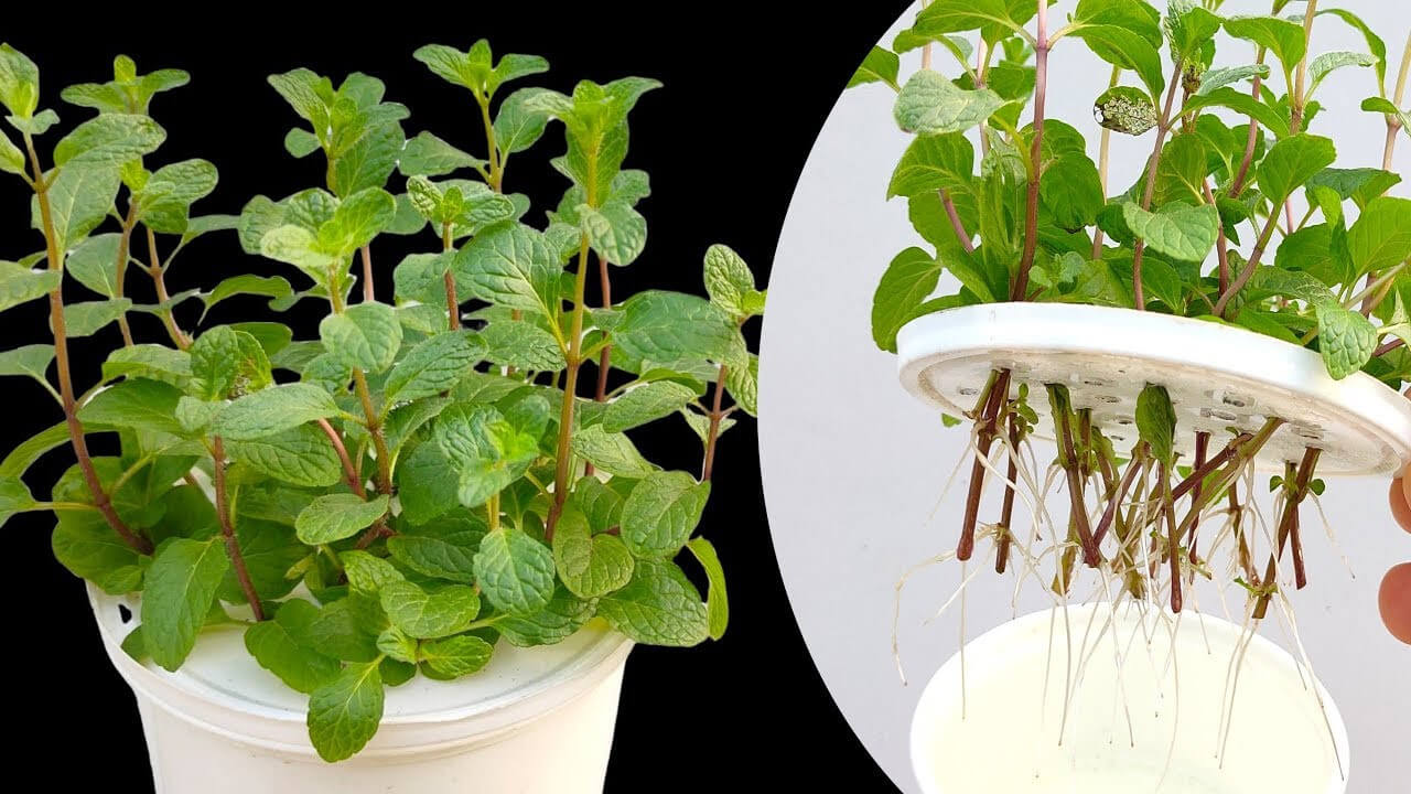 cách trồng cây bạc hà