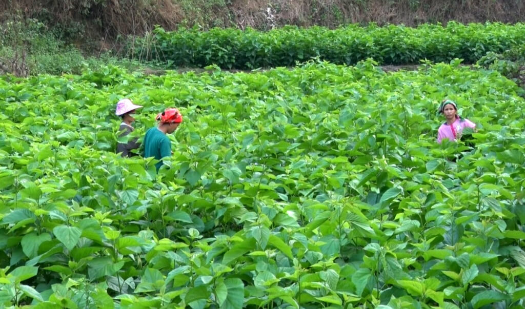 cách trồng cây dâu tằm