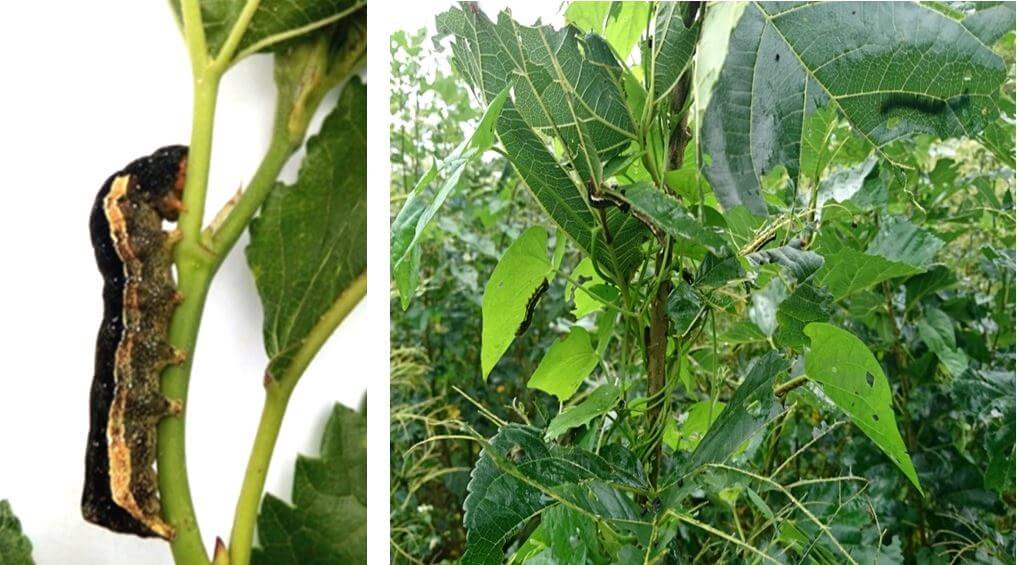 cách trồng cây dâu tằm