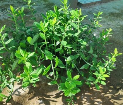 Cách trồng cây thạch anh làm dược liệu chữa bệnh hiệu quả