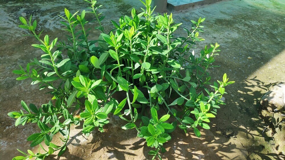 cách trồng cây thạch anh