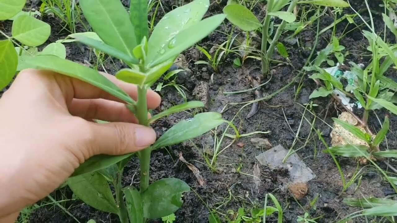 cách trồng cây thạch anh