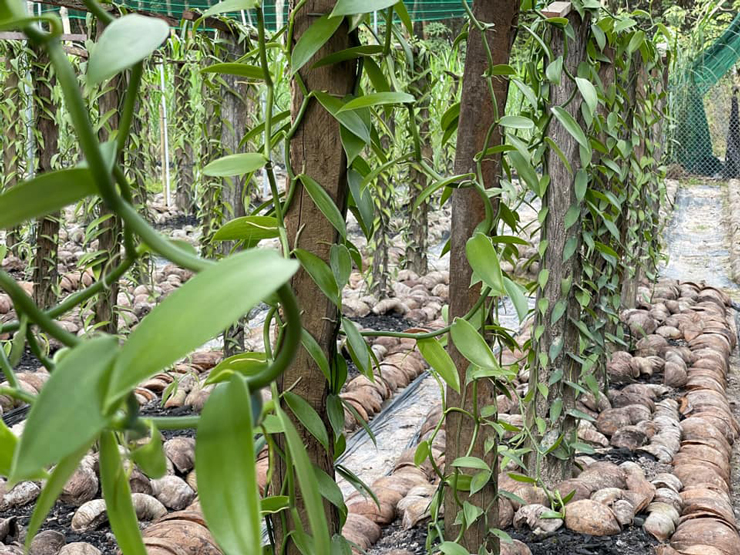 cách trồng cây vani