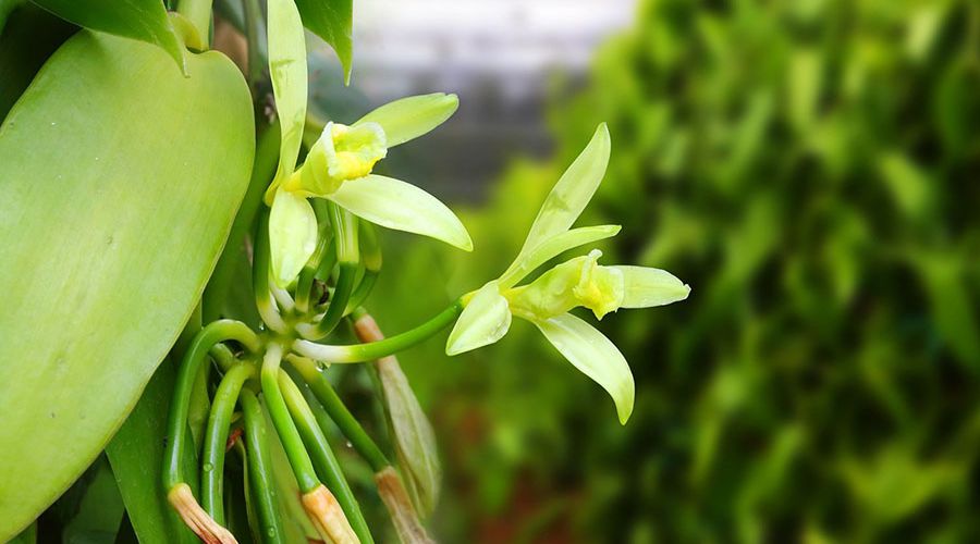 cách trồng cây vani