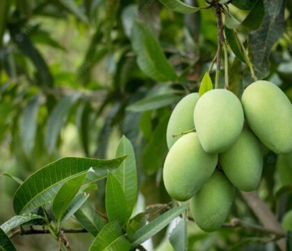 Hướng dẫn cách trồng cây xoài cho vụ mùa bội thu chi tiết nhất