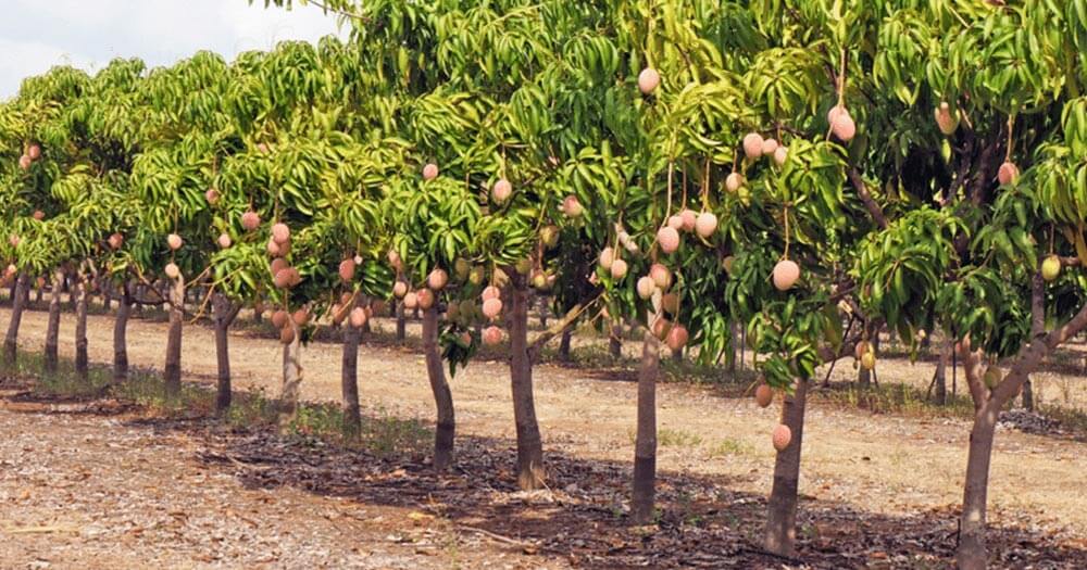 cách trồng cây xoài