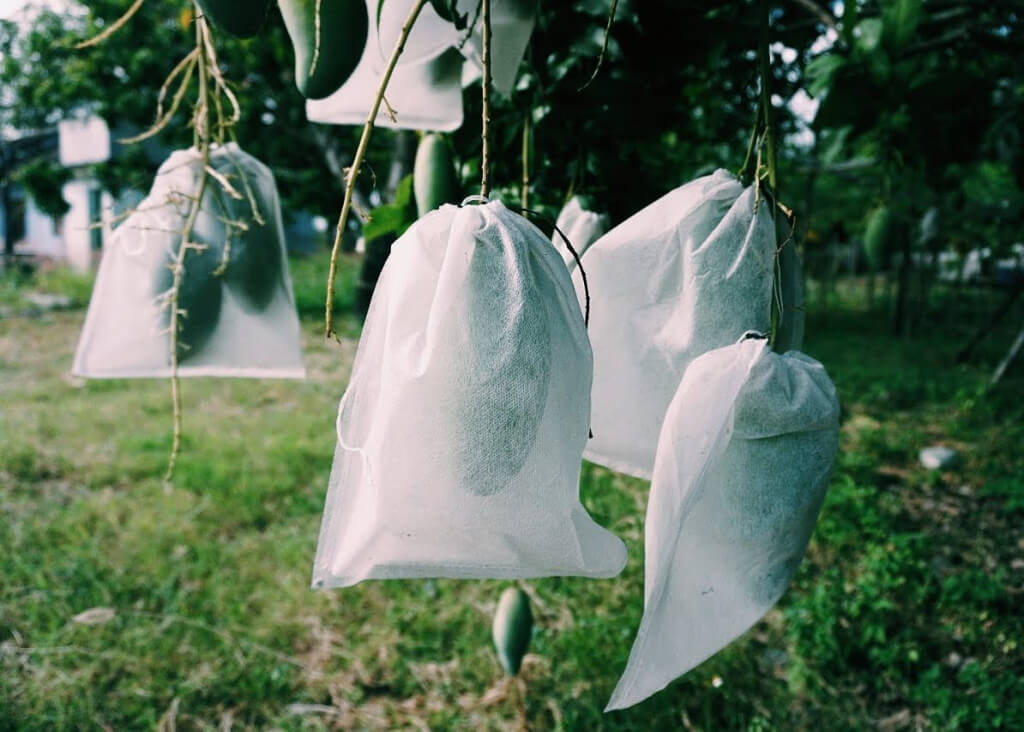 cách trồng cây xoài