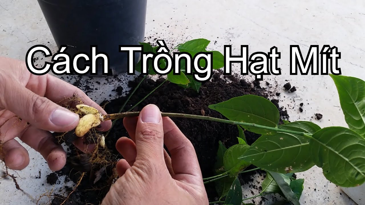Hướng dẫn cách trồng mít bằng hạt cho cây giống khỏe