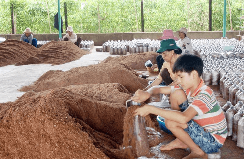 cách trồng nấm đùi gà