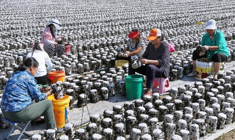 Cách trồng nấm mèo