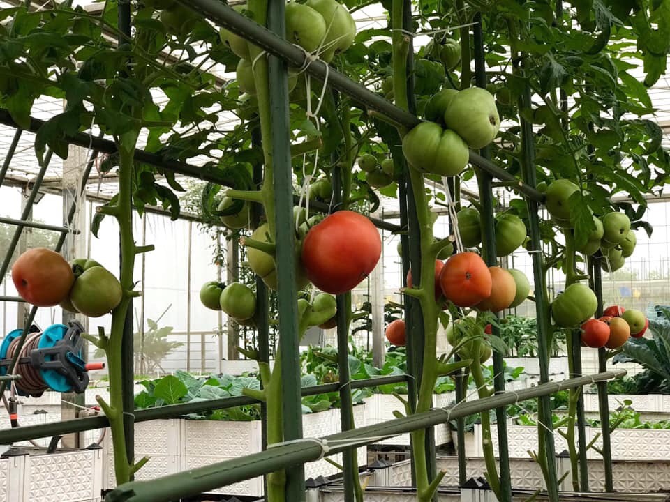 Kỹ thuật trồng cà chua