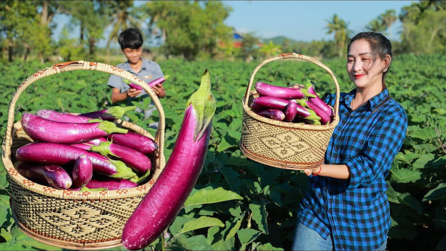 Kỹ thuật trồng cà tím