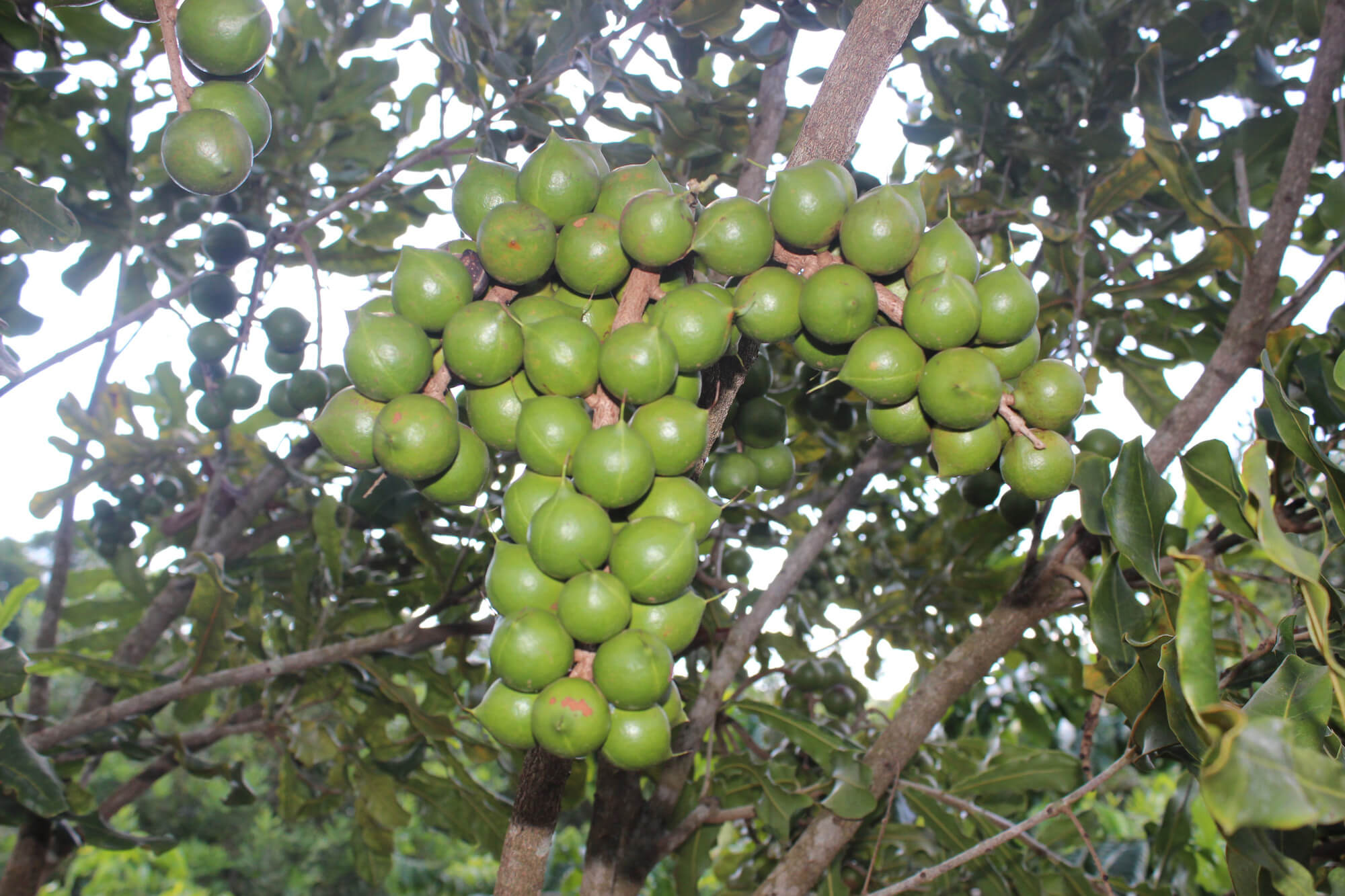kỹ thuật trồng cây mắc ca