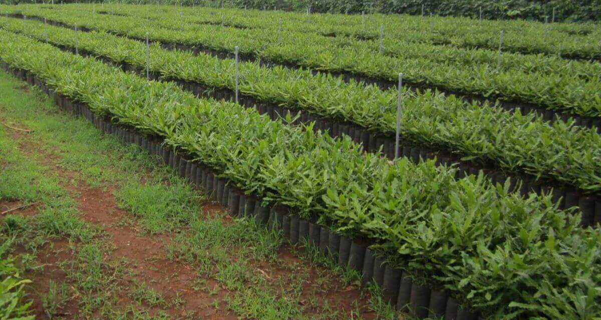 kỹ thuật trồng cây mắc ca