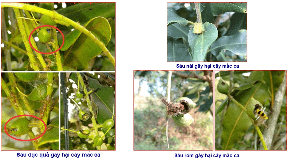 kỹ thuật trồng cây mắc ca
