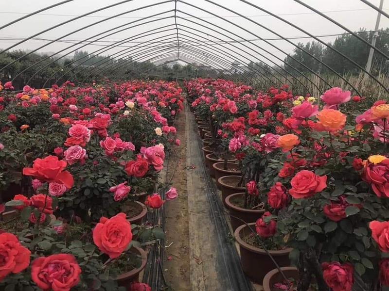 kỹ thuật trồng hoa hồng
